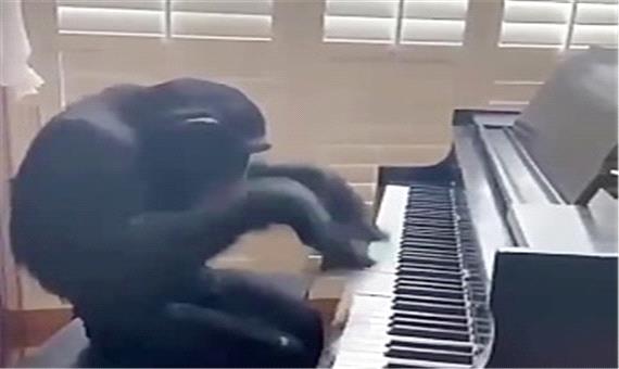 میمونی که پیانو مینوازد!