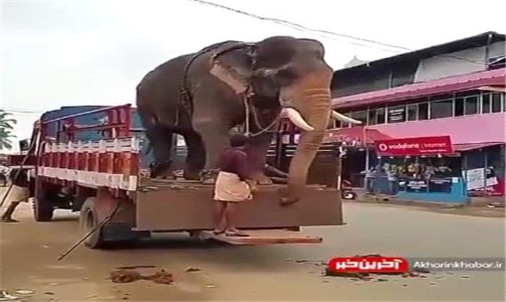 پیاده شدن جالب فیل از کامیون