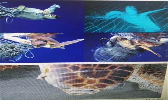 برگشت لاک‌پشت ها دریایی به زیستگاه