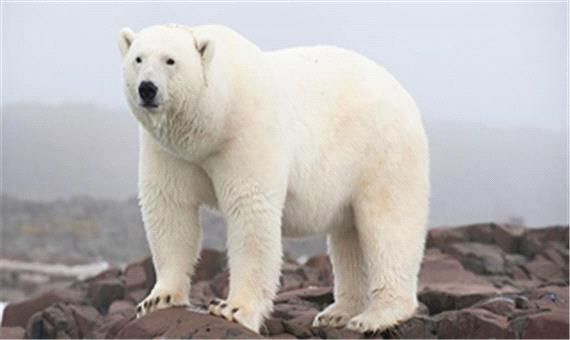 بازی خرس قطبی با کارگری در آکواریوم