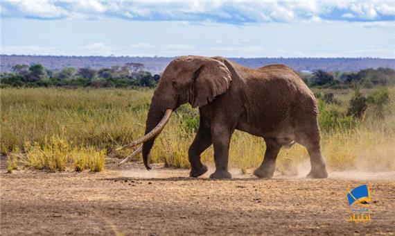 انقراض فیل‌ها چه اثراتی بر روی زمین می‌گذارد؟
