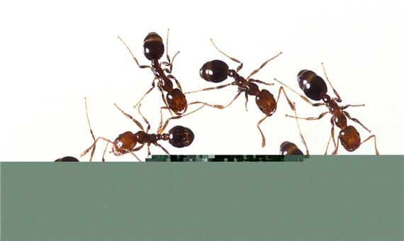 بلعیده شدن توسط مورچه های آتشین