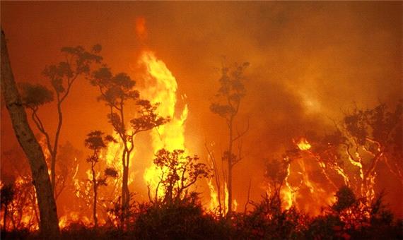 کشف ارتباط بین آتش‌سوزی جنگل‌ها و سرطان!