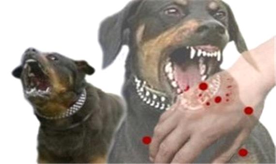 بیماری‌های قابل انتقال از سگ‌ها به انسان