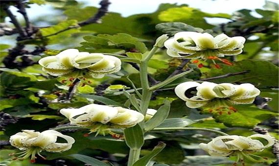 نادرترین گل جهان در ایران