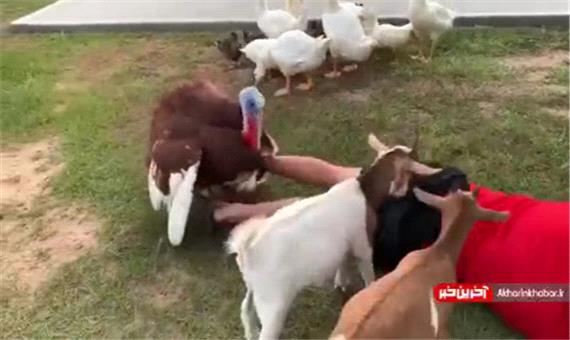 زندگی با حیوانات دوست داشتنی در مزرعه