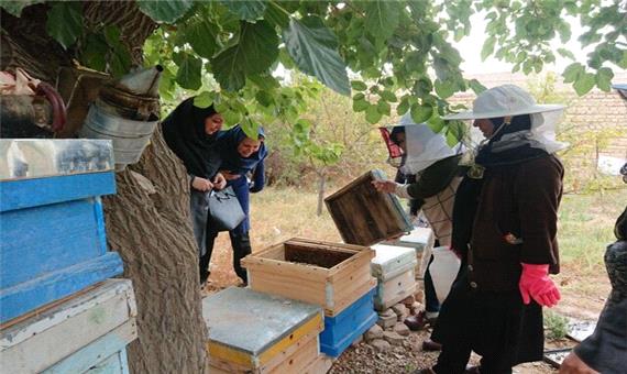 افزایش گرایش زنان گیلانی  به زنبورداری