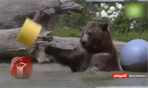علاقه باورنکردنی 2 خرس غول پیکر به یک خانواده