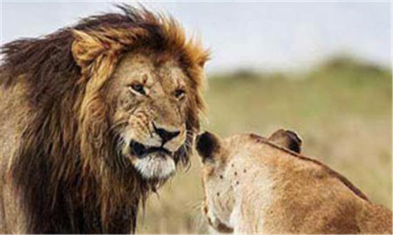 ترس باورنکردنی 2 شیر بالغ از یک مرد میانسال!