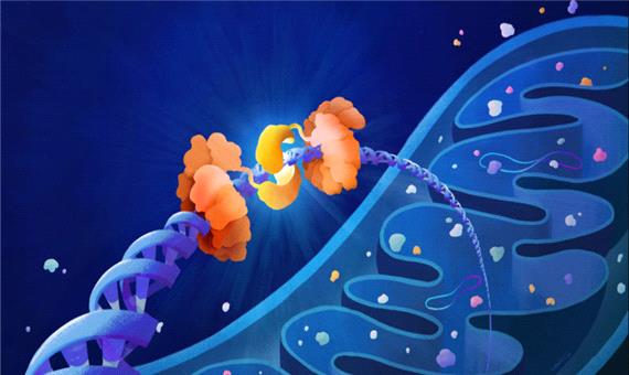 دانشمندان برای اولین بار روش ویرایش هدفمند DNA در میتوکندری را پیدا کردند