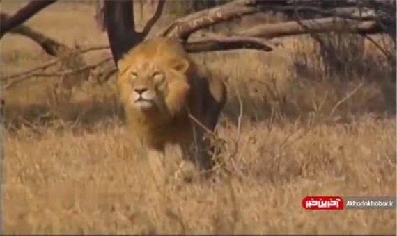 حمله میخکوب کننده 2 شیر به یک یوزپلنگ