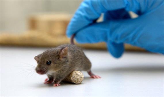 ویروس کرونا و حیوانات: پای موش‌ها هم به میان آمد