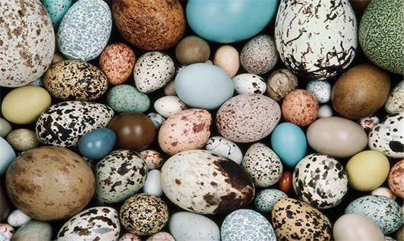 تخم پرندگان و خواص آنها از تخم مرغ تا تخم کبک