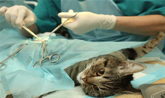 شیوع جراحی زیبایی حیوانات در ایران