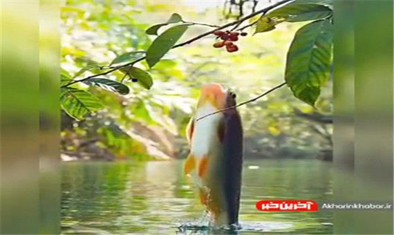 تصویر  بینظیر از پرش و میوه خوردن ماهی