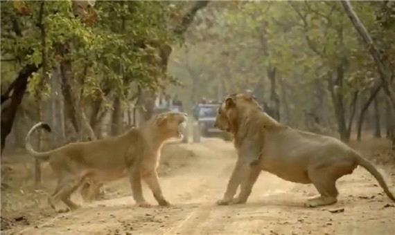لحظه رویارویی دو شیر در پارک ملی هند