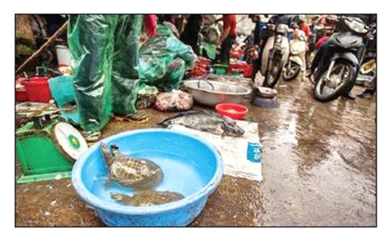 ممنوعیت واردات حیوانات وحشی در هانوی