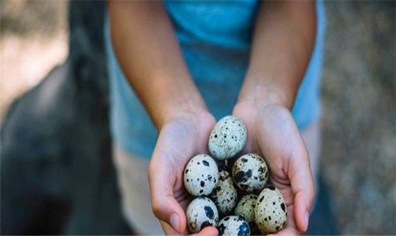 خوردن تخم بلدرچین در بارداری ضرر دارد؟