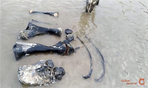 ماموتی با بافتی نرم و دست ‌نخورده، در دریاچه سیبری پیدا شد!