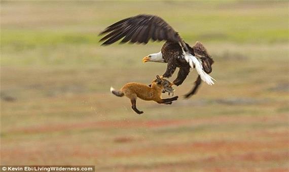 شکار گربه توسط عقاب