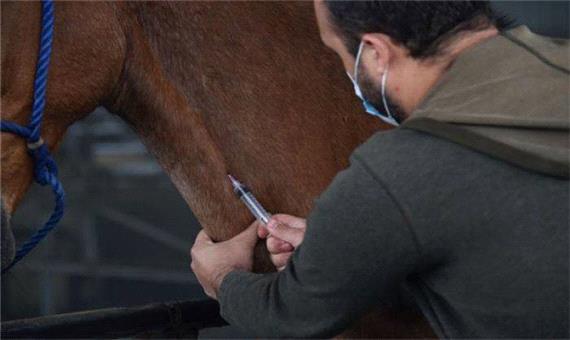 کاستاریکا آنتی‌بادی‌های اسب را به‌عنوان درمان کووید 19 آزمایش می‌کند