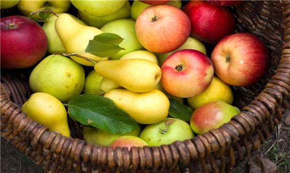 میوه ای که مانع از پوکی استخوان، سکته قلبی و باعث تنظیم فشار خون می‌شود
