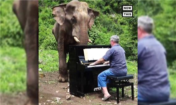 نواختن آهنگ‌های بتهوون برای فیل‌ها!