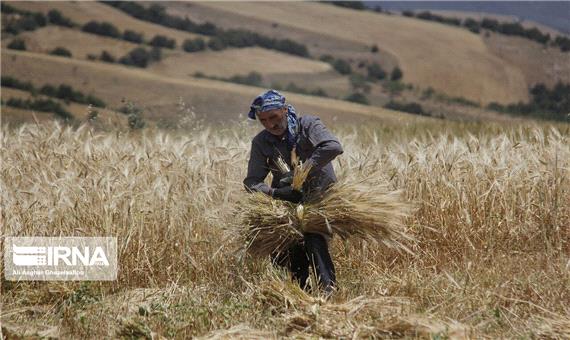 جهش دو برابری تولید گندم در دولت تدبیر و امید