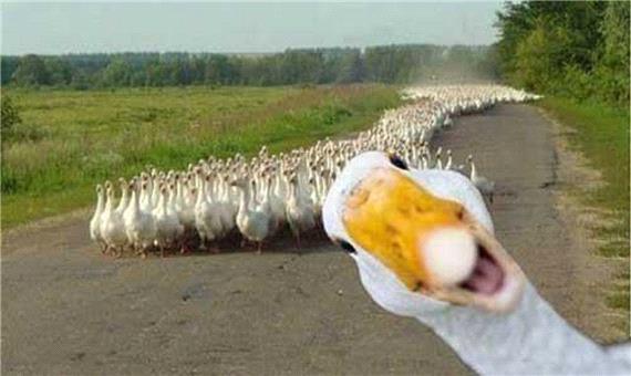 لشکرکشی دیدنی اردک‌ ها برای از بین بردن آفات برنج