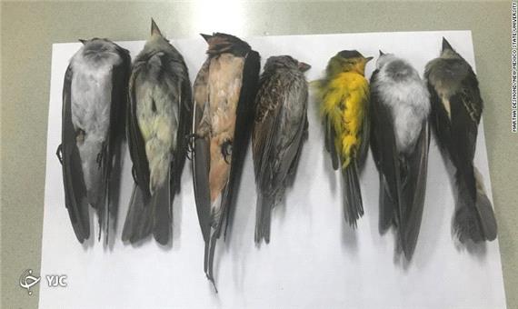 4گوش دنیا/ مرگ ناگهانی صد‌ها پرنده مهاجر در آمریکا