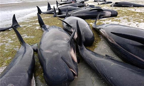 خودکشی دسته‌جمعی نهنگ‌ها در سواحل «تاسمانی»