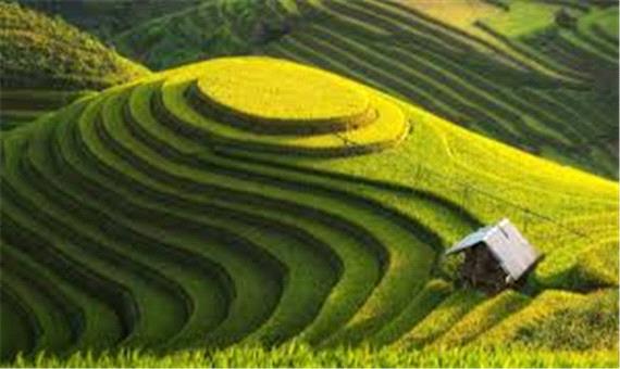 تصویر زیبای هوایی از مزارع برنج