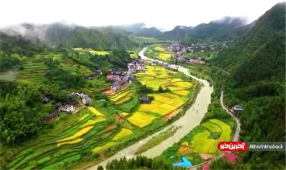 تصاویر پهپادی از شالیزارهای زیبای برنج در چین