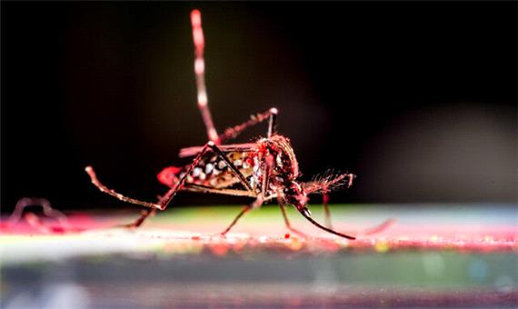 آلودگی نوری پشه‌ها را به نیش زدن ترغیب می‌کند