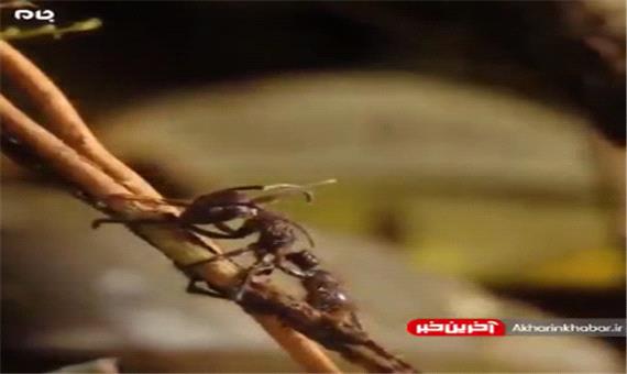 رشد قارچ در بدن مورچه!