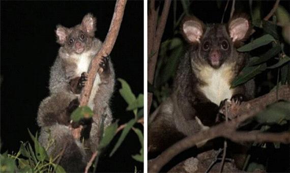2 گونه جدید پستاندار در استرالیا شناسایی شد