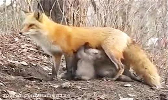 کلیپی دیدنی از مهر مادری روباه در دل جنگل های استرالیا!
