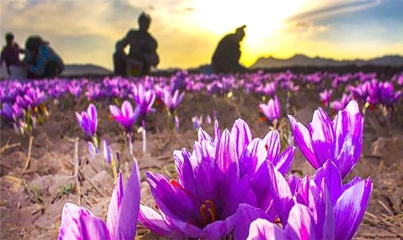 موفقیت ایران در ساخت سامانه هوشمند فرآوری گل زعفران برای نخستین بار در جهان