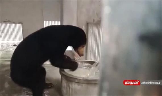 آب بازی کردن یک خرس سیاه