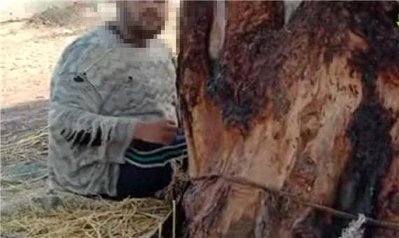 مادر بی رحمی که پسرش را 15 سال به یک درخت بست!