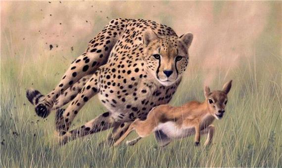 سرعت و قدرت شگفت انگیز چیتا در شکار آهو