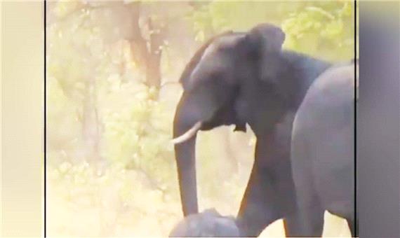 تلاش دسته جمعی گله فیل برای نجات بچه فیل