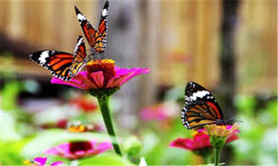 باغ پروانه در نزدیکی شهر پاتایای تایلند