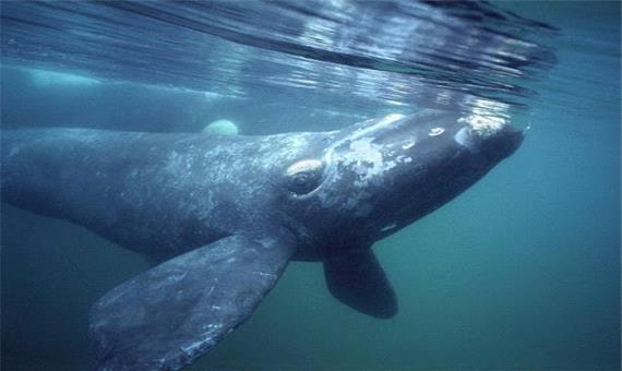 صید و تغذیه حیرت انگیز نهنگ
