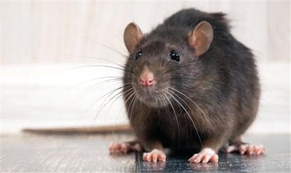 ایده ای جالب برای به دام انداختن موش های مزاحم