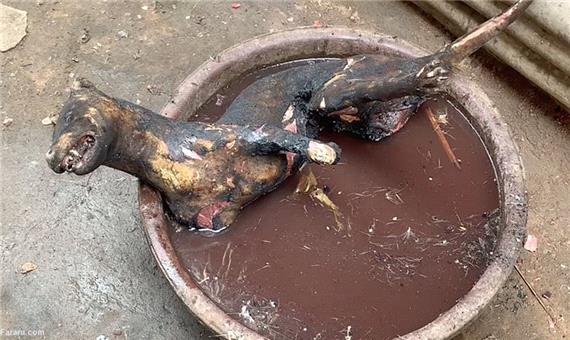 بازار فروش حیوانات وحشی مرده و زنده در نیجریه