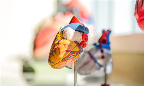 ذرات بزرگ «کلسترول خوب» می‌توانند ریسک بیماری قلبی را افزایش دهند