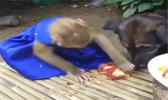 دعوای وحشیانه یک میمون با سگ بر سر یک لقمه غذا