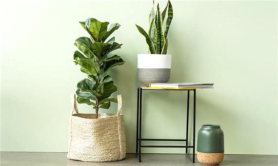 8 گیاهی که فضای آپارتمان را لوکس می‌کنند