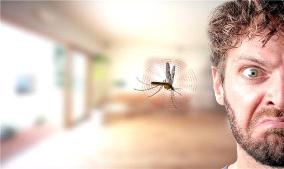 دانستنی ها/ چرا پشه‌ها هنگام خواب نزدیک گوش ما آواز می‌خوانند و راه چاره چیست؟